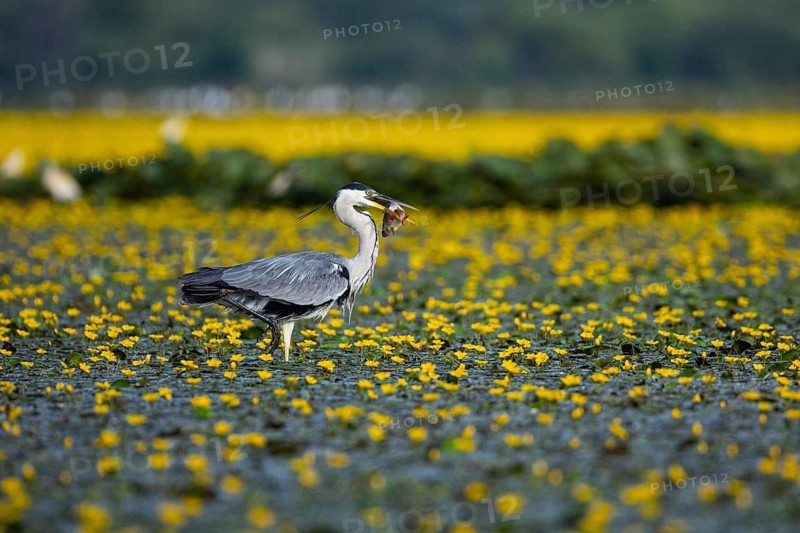 Grey heron (Ardea cinerea) amidst flowering sea pots (Nymphoides peltata) Hungary