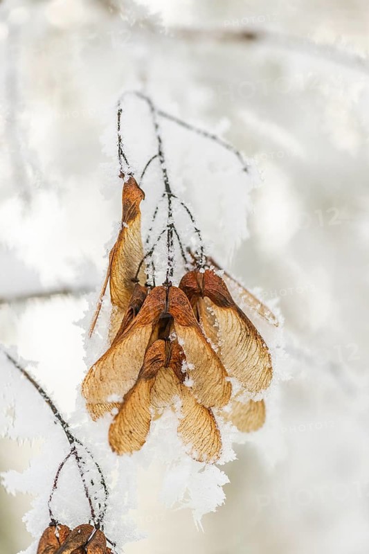 Ice crystals from roarfrost on Amur maple (Acer tataricum subsp. ginnala) seeds at sunshine in winter, Bavaria, Germany