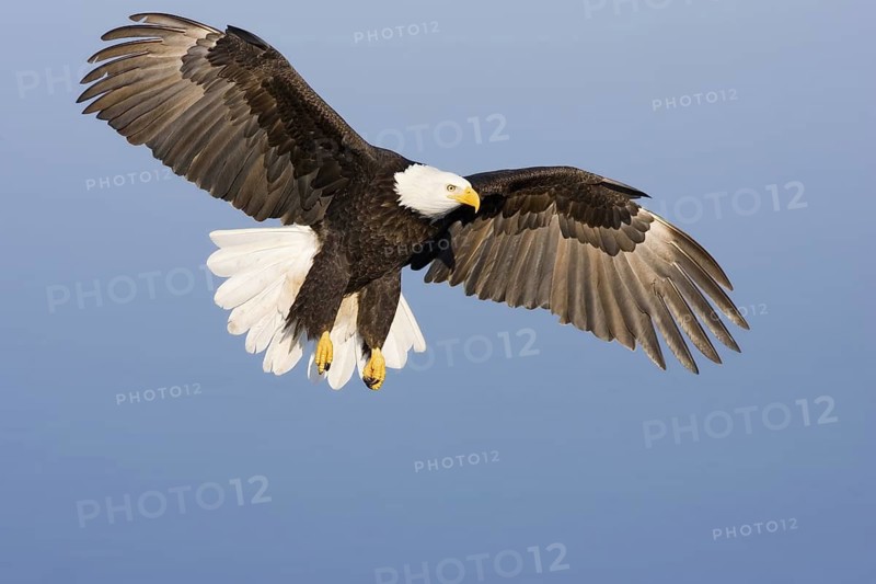 Bald Eagle Haliaeetus leucocephalus Homer, ALASKA, USA February Adult Accipitridae