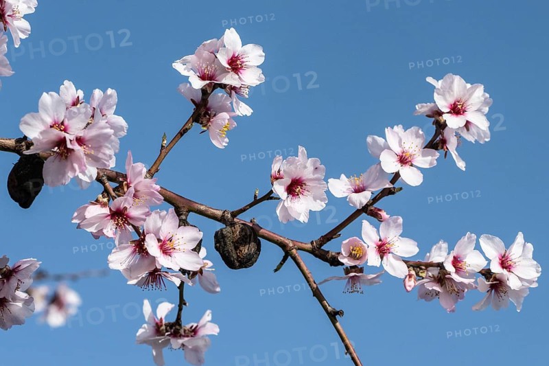 Almond blossom (Prunus dulcis), Rhineland-Palatinate, Germany