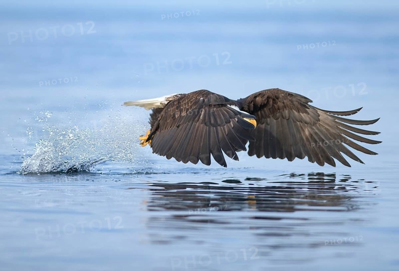 Bald Eagle (Haliaeetus leucocephalus) hunting, Alaska, USA