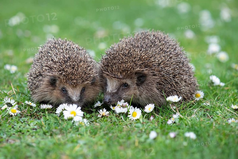 Cute hedgehog, brown-breasted hedgehog (Erinaceus europaeus) in the garden, Vechta, Lower Saxony, Germany