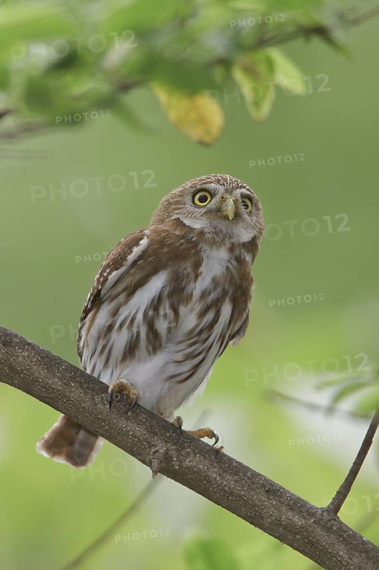 Ferruginous Pygmy Owl (Glaucidium brasilianum) perched on a branch in Costa Rica
