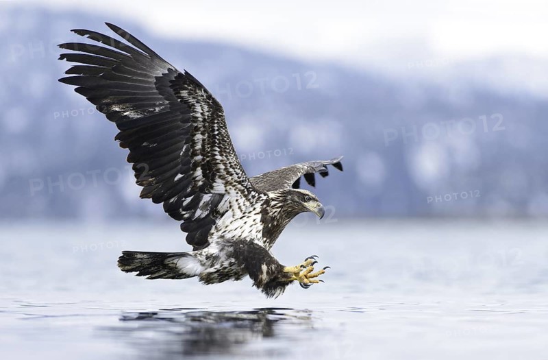Bald Eagle (Haliaeetus leucocephalus) flying, Alaska, USA