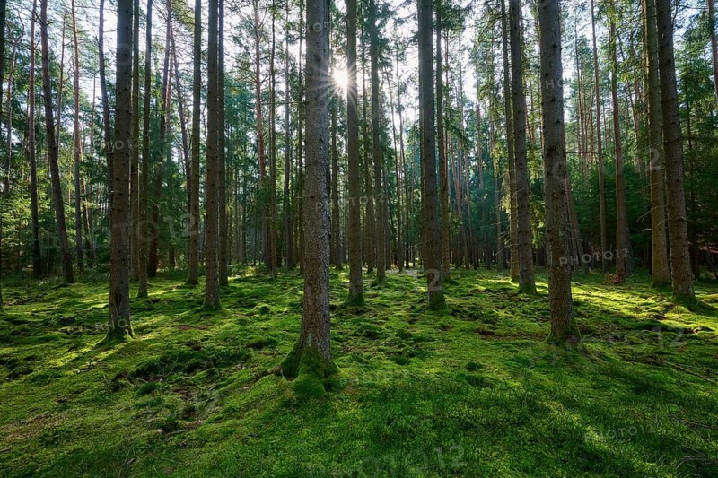 Light shines through the trees in a lush, mossy forest and creates a calming atmosphere, Mudau, Odenwald, Baden-Württemberg, Germany