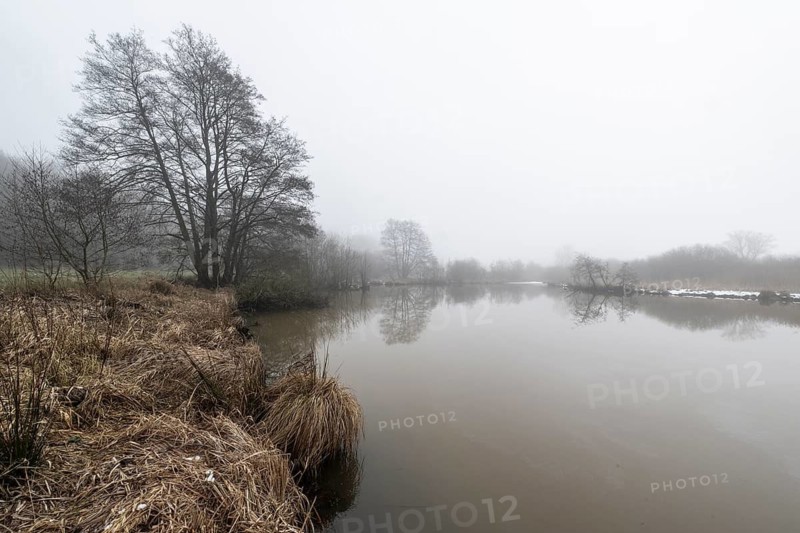 Pond landscape with black alder (Alnus glutinosa) in the fog, Emsland, Lower Saxony, Germany