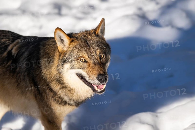 European gray wolf (Canis lupus lupus) standing in a forest in winter, snow, Bavaria, Germany