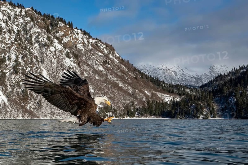 Bald Eagle (Haliaeetus leucocephalus) hunting, Alaska, USA