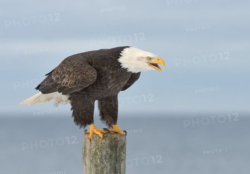 Bald Eagle (Haliaeetus leucocephalus), Alaska, USA