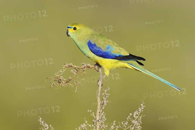 Blue-winged Parrot (Neophema chrysostoma) male, Victoria, Australia