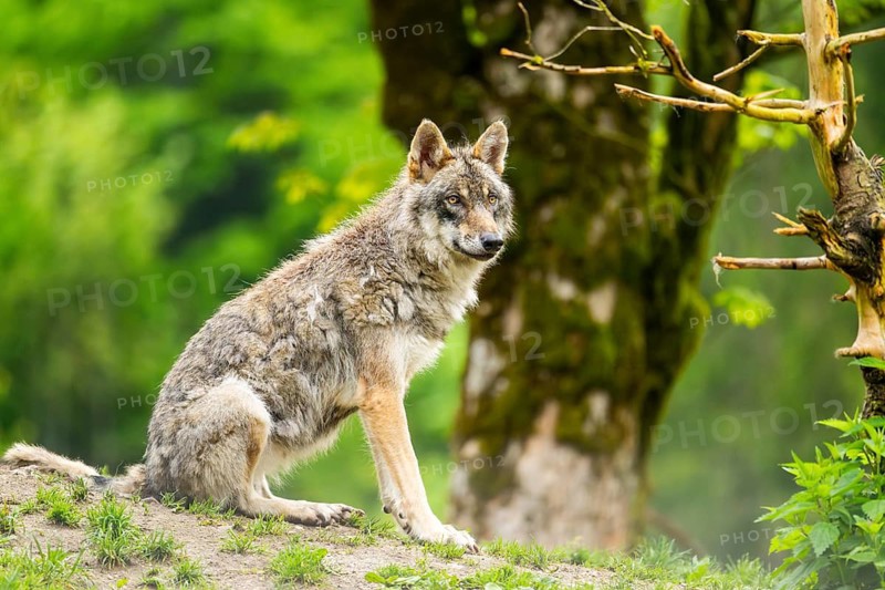 Eurasian wolf (Canis lupus lupus) in a forest, Austria