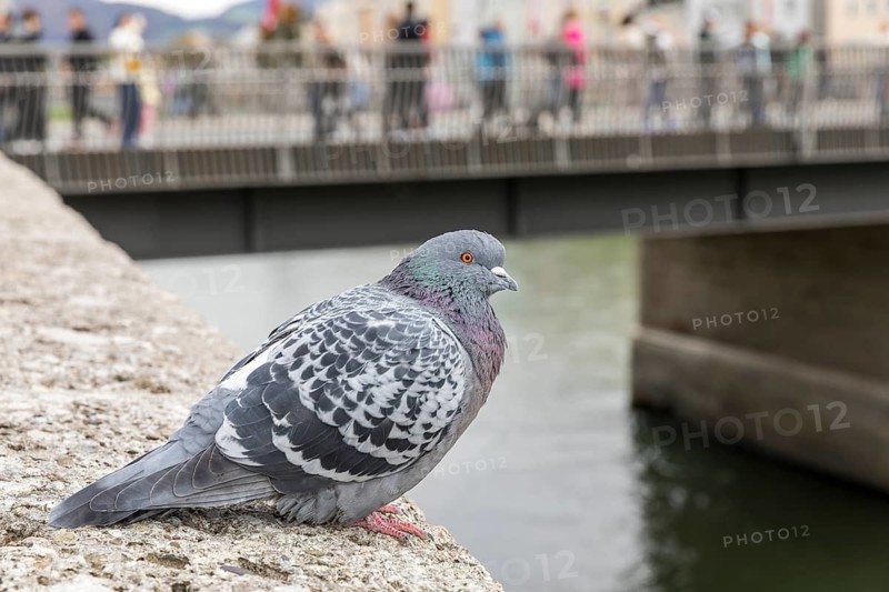 Pigeon (Columbidae) in the historic city centre of Salzburg, Austria