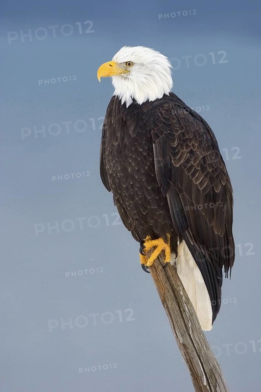 Bald Eagle (Haliaeetus leucocephalus), Alaska, USA