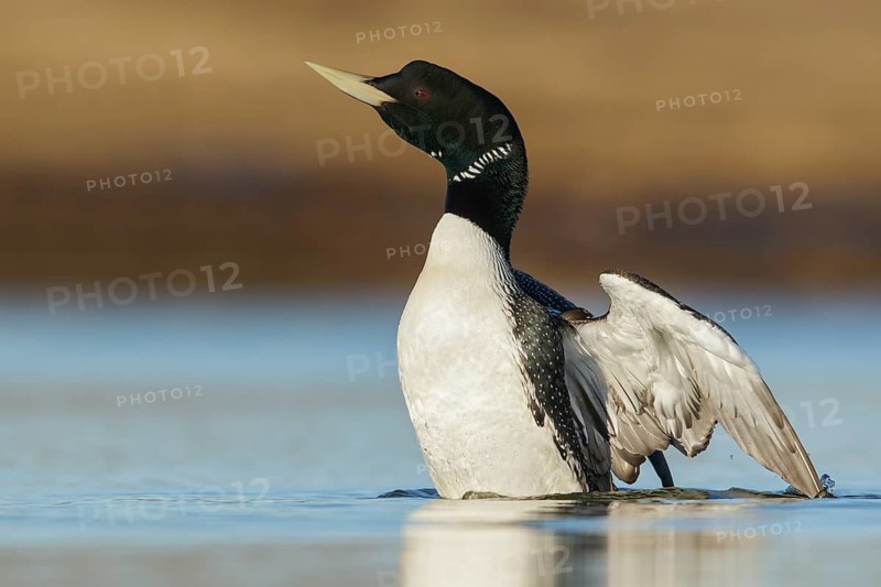 Yellow-billed Loon (Gavia adamsii) feeding on a small pond on the tundra in Northern Alaska