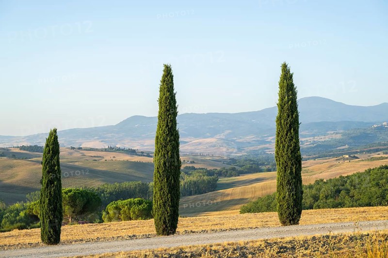 Typical Tuscan landscape in Val d'Orcia with hills, trees, fields, farmhouses and cypresses in summer, Tuscany, Italy