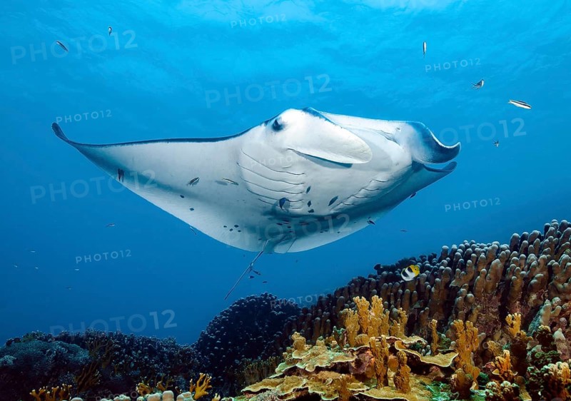 Underwater photo of giant ray manta (Manta alfredi) Reef manta plankton eater swimming over edge of coral reef, Pacific Ocean