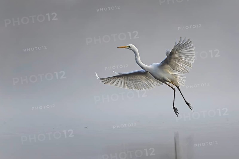Great White Egret (Ardea alba) Winter visitor, migratory bird, streaky light, resting bird, fog, flying, foraging, lake landscape, Middle Elbe Biosphere Reserve, Saxony-Anhalt, Germany