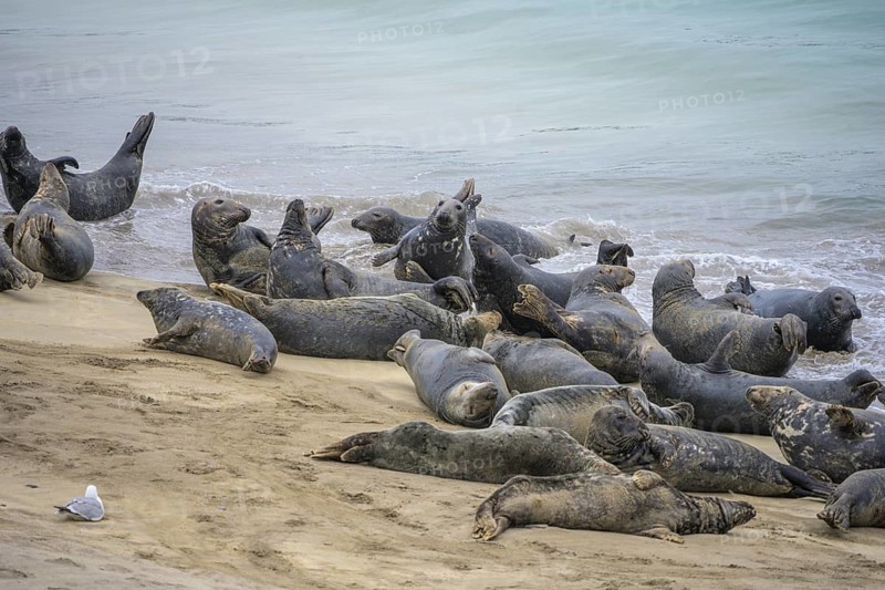 Seals on the beach, Great-Blasket Island, Dunquin, Kerry, Ireland