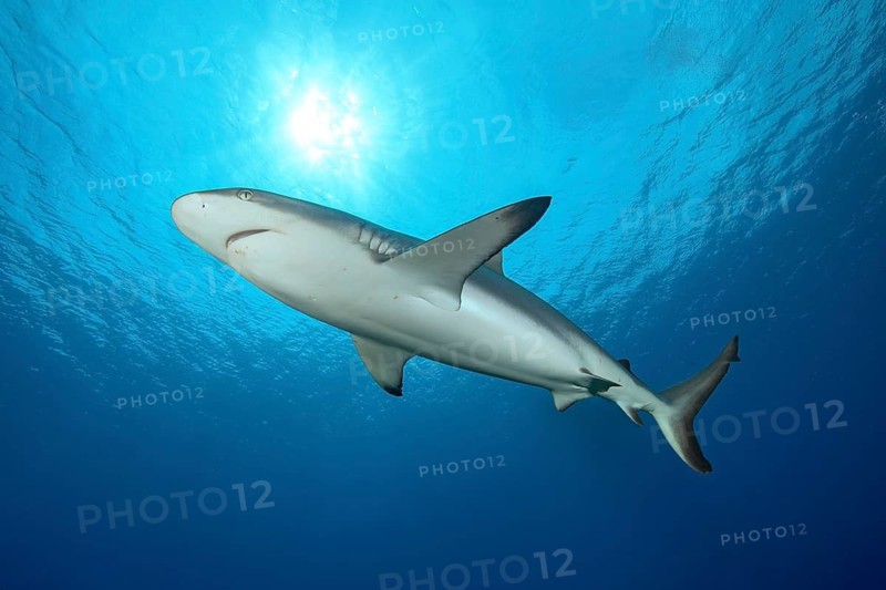 Grey reef shark (Carcharhinus amblyrhynchos) Shark swimming in backlight under water surface above through open water blue sea bright sun, Pacific Ocean, Caroline Islands, Yap Island, Yap State, Federated States of Micronesia, Australia, Oceania