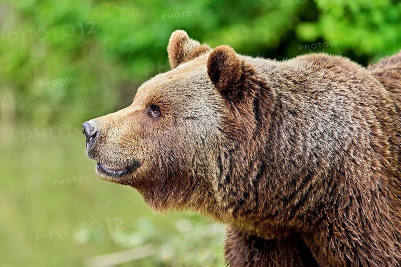 Eurasian brown bear, European brown bear (Ursus arctos arctos), adult, captive, Switzerland