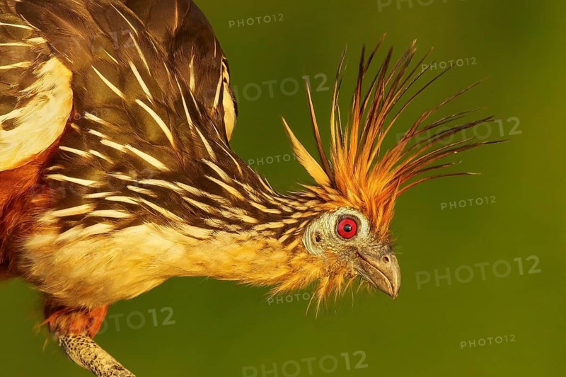 Hoatzin (Opisthocomus hoazin) perched on a branch in Manu National Park, Peru