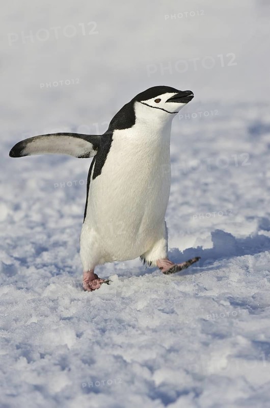 Chinstrap Penguin (Pygoscelis antarcticus), Antarctica