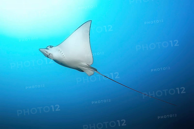 Underwater photo of underside of eagle ray (Myliobatis aquila) with long tail swimming through open water blue sea top left sun, Indian Ocean, Pacific Ocean, Maldives