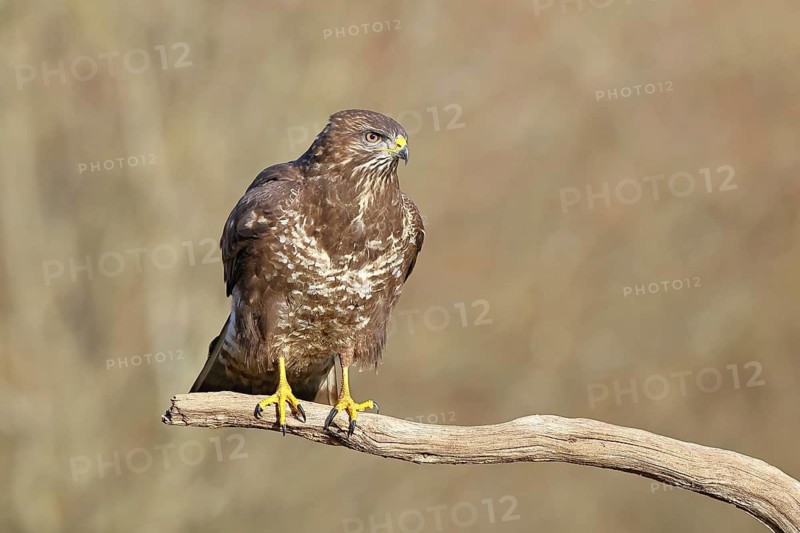 Common buzzard (Buteo buteo), sitting on a branch, Wilnsdorf, North Rhine-Westphalia, Germany