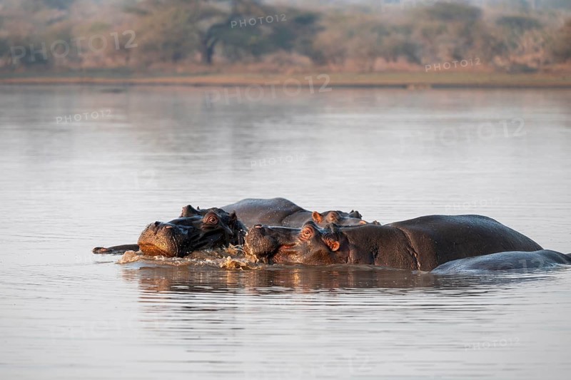 Hippos (Hippopatamus amphibius), group in the water in the morning light, with reflection, adult, Kruger National Park, South Africa
