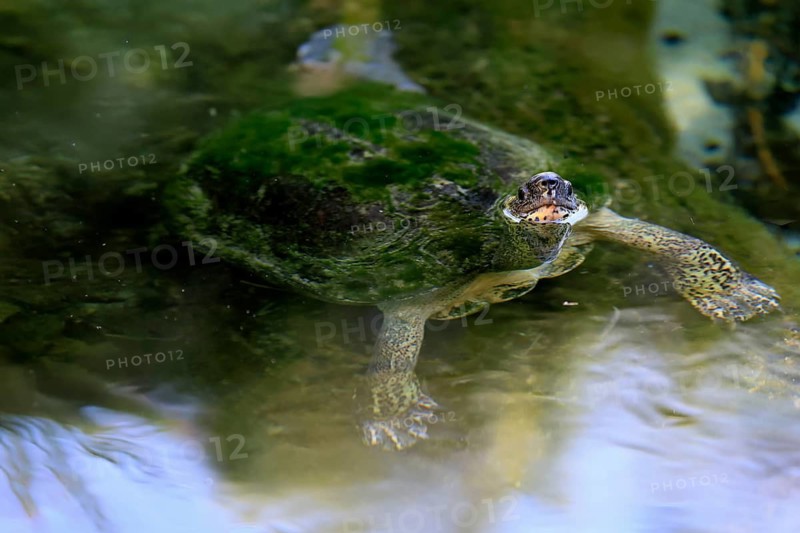 Tabasco tortoise (Dermatemys mawii), adult, in water, swimming, Central America