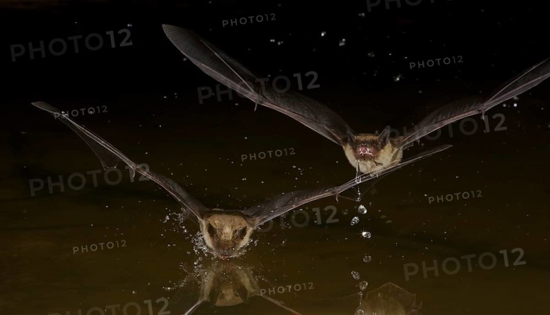 Little Brown Bat (Myotis occultus) two adults flying at night over water surface and drinking, Arizona, USA