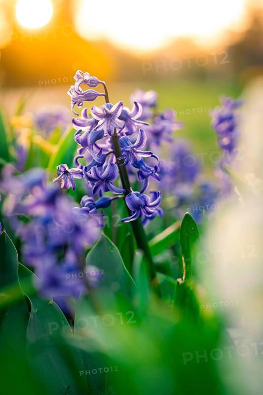 Purple hyacinth blossoms in the sunlight symbolise spring, Calw, Black Forest, Germany