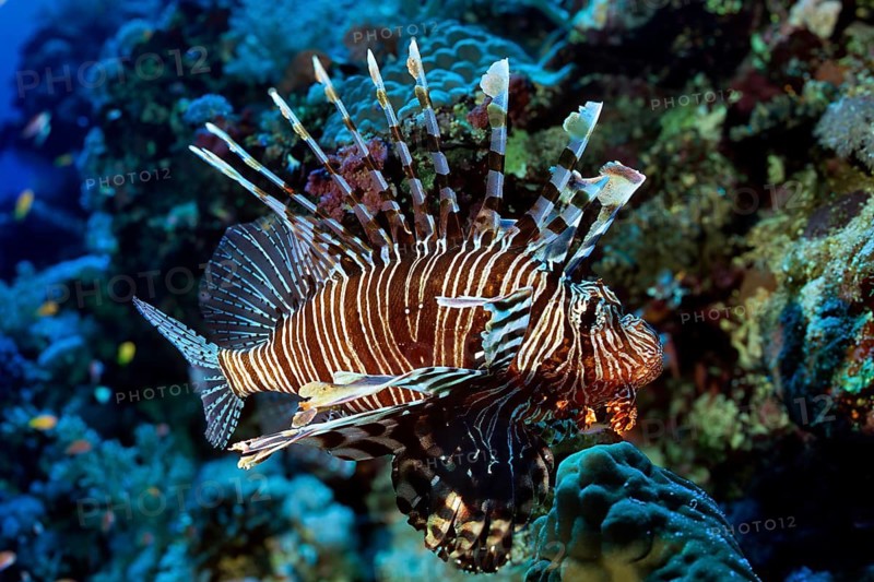 Predator Common lionfish (Pterois miles) with splayed dorsal fins and erect venomous spines swims through intact living coral reef, Red Sea