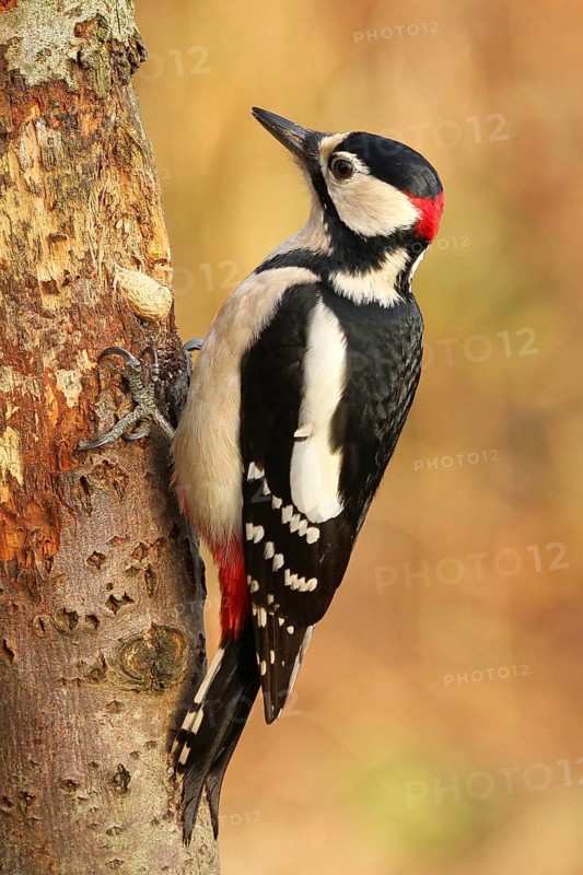 Great Spotted Woodpecker (Dendrocopos major) male, Lower Saxony, Germany