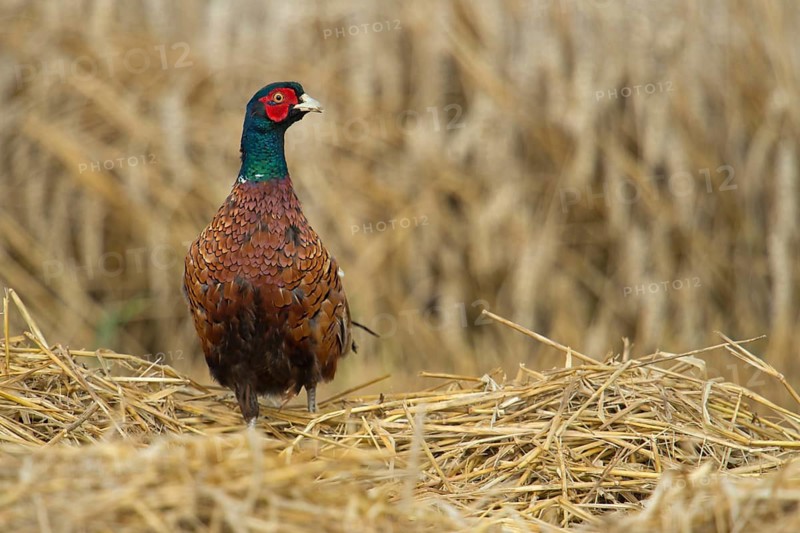 Common Pheasant (Phasianus colchicus) male on field, North Rhine-Westphalia, Germany