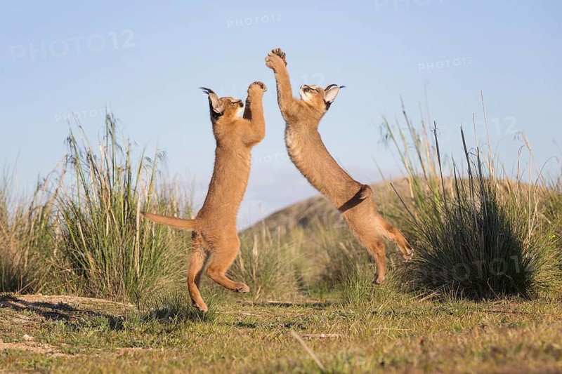 Caracal (Caracal caracal) jumping and hunting, Castile-La Mancha, Spain