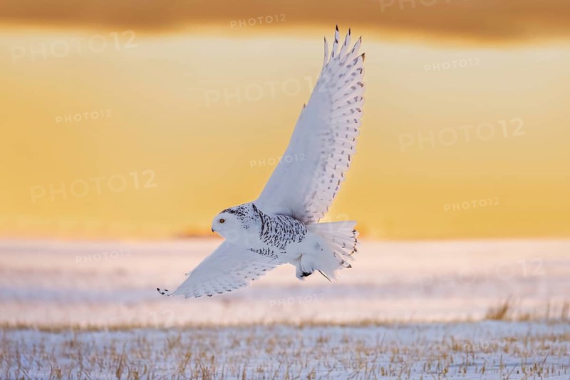 Hunting snowy owl, polar owl, Arctic owl (Bubo scandiacus) female met mouse prey in its talons flying over snow covered field at sunrise in winter