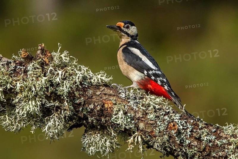 Great Spotted Woodpecker (Dendrocopos major), adult female on a tree, Castilla Leon, Spain