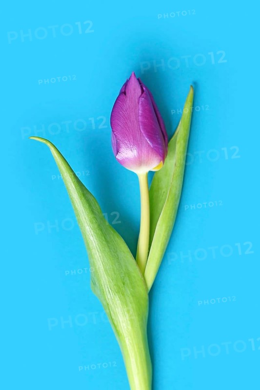 Single purple tulip spring flowers on blue background