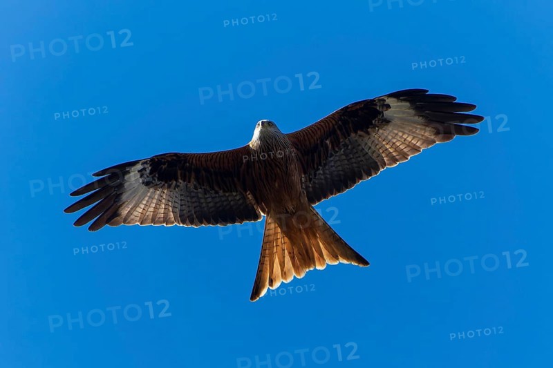 A bird in full wingspan flying high in the blue sky, Red Kite, (Milvus milvus) wildlife, Germany