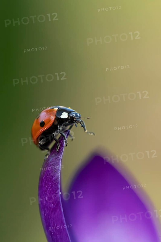 Seven-spot ladybird (Coccinella septempunctata) adult insect on a garden Crocus flower in springtime, England, United Kingdom