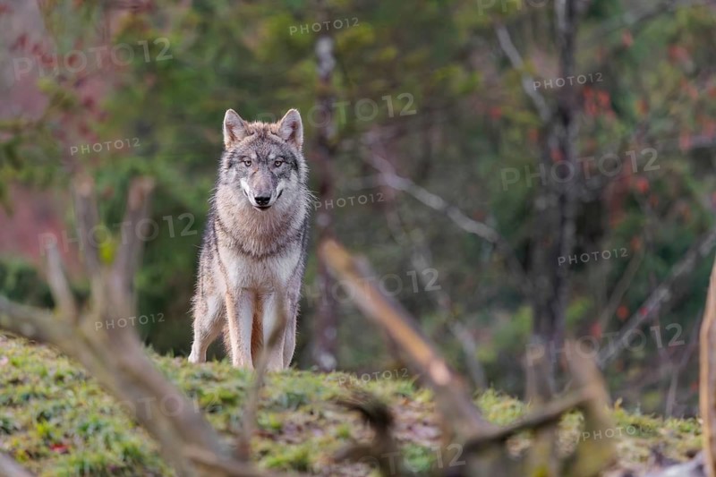 A young grey wolf (Canis lupus lupus) stands in a meadow behind a dead tree on a hill
