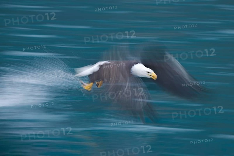 Bald Eagle (Haliaeetus leucocephalus) hunting, Alaska, USA