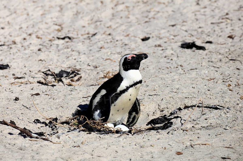 African penguin (Spheniscus demersus), adult, at the nest, clutch, eggs, incubating, Boulders Beach, Simonstown, Western Cape, South Africa, Africa, Germany