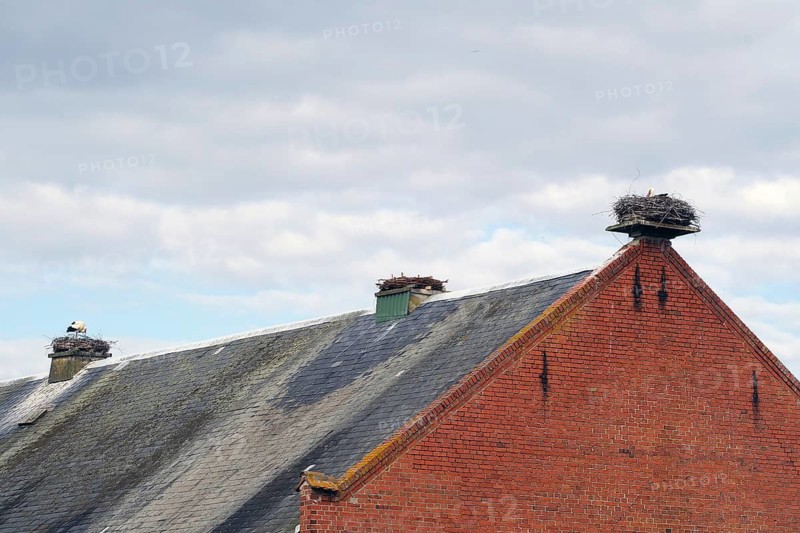 Tiled roof gable with several stork nests under cloud cover, Rühstädt, Brandenburg, Germany
