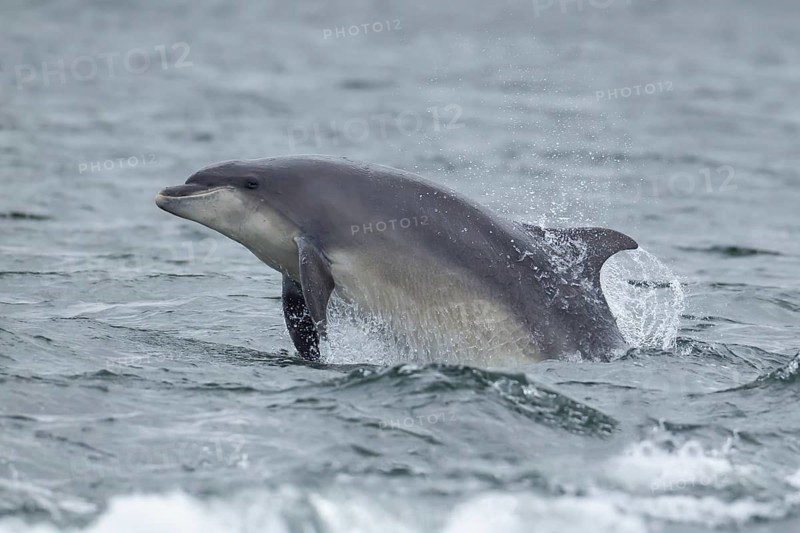 Common bottlenose dolphin (Tursiops truncatus) adult marine mammal leaping out of the sea, Scotland, United Kingdom