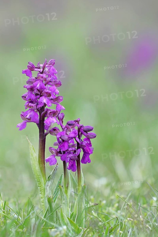 Green-winged orchid (Anacamptis morio), two inflorescences next to each other in a meadow, close-up, Hesse, Germany