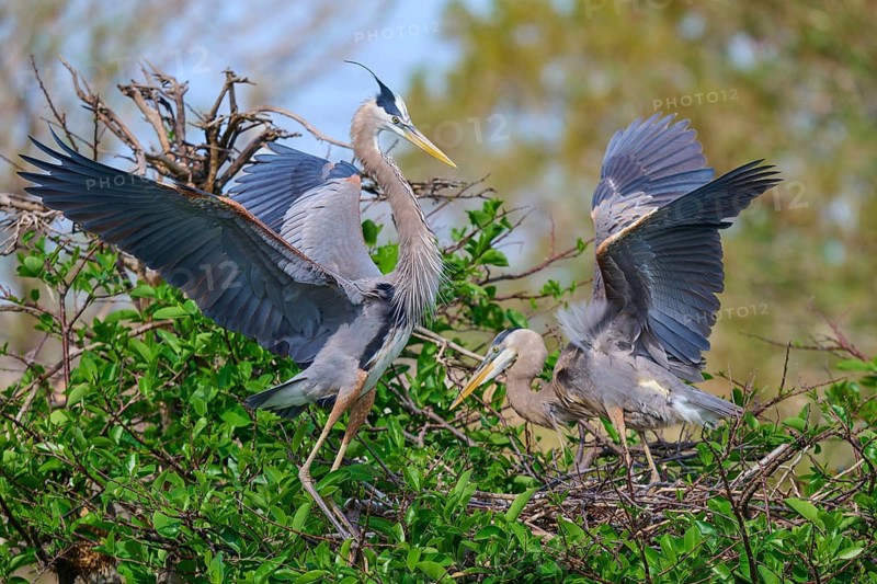 Two Great blue heron (Ardea herodias), with outstretched wings perched on branches surrounded by green leaves and trees on nest, Wakodahatchee Wetlands, Delray Beach, Florida, USA