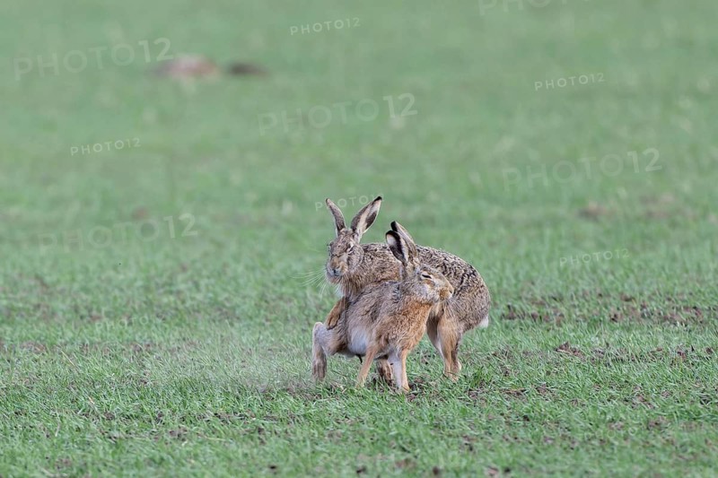 European hare (Lepus europaeus) mating season, so-called gathering time, hares fighting with each other, Lower Austria, Austria