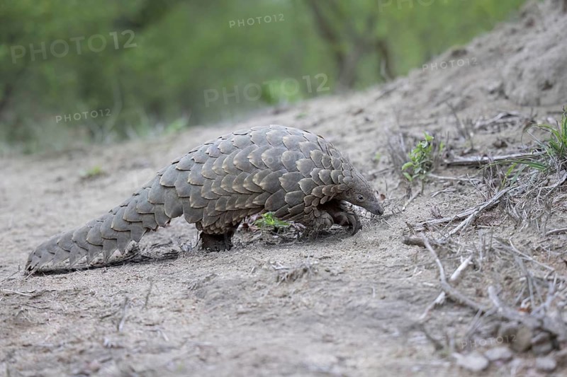 Cape Pangolin (Smutsia temminckii) close-up, Limpopo, South Africa